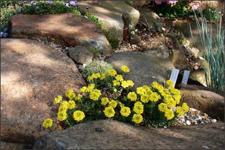 Alyssum cuneifolium